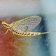 Illustration for article titled Shooting Challenge: Bugs 4